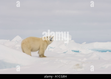 Eisbär Ursus maritimus in Roheis auf dem gefrorenen östlichen Chukchi-Meer in der Arktis Alaska Stockfoto