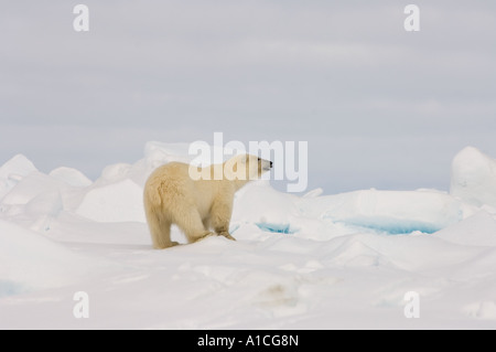 Eisbär Ursus maritimus in Roheis auf dem gefrorenen östlichen Chukchi-Meer in der Arktis Alaska Stockfoto