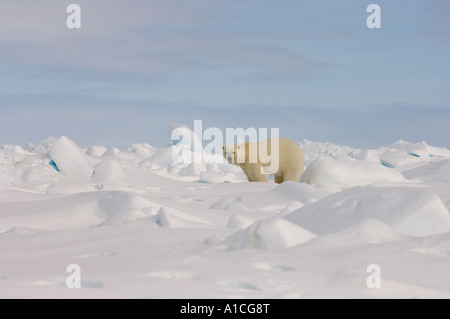 Eisbär Ursus maritimus in Roheis auf dem gefrorenen östlichen Chukchi-Meer in der Arktis Alaska Stockfoto