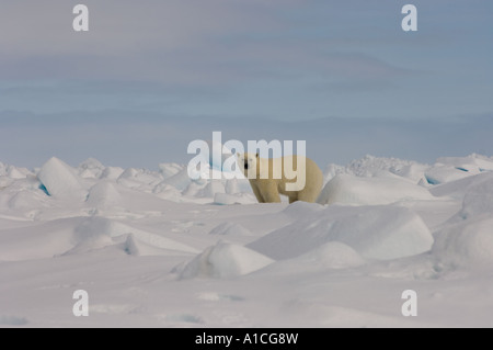 Eisbär Ursus maritimus in Roheis auf dem gefrorenen östlichen Chukchi-Meer in der Arktis Alaska Stockfoto