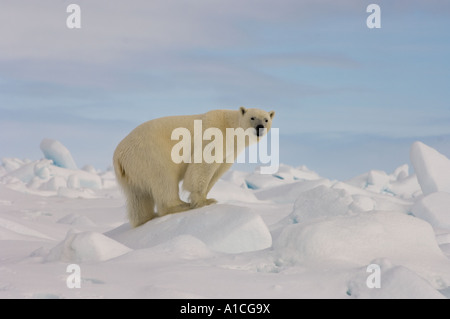 Eisbär Ursus maritimus in Roheis auf dem gefrorenen östlichen Chukchi-Meer in der Arktis Alaska Stockfoto