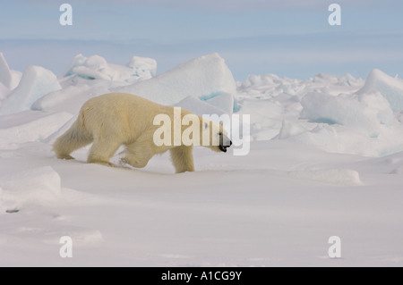 Eisbär Ursus maritimus in Roheis auf dem gefrorenen östlichen Chukchi-Meer in der Arktis Alaska Stockfoto