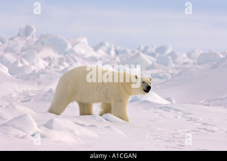 Eisbär Ursus maritimus in Roheis auf dem gefrorenen östlichen Chukchi-Meer in der Arktis Alaska Stockfoto