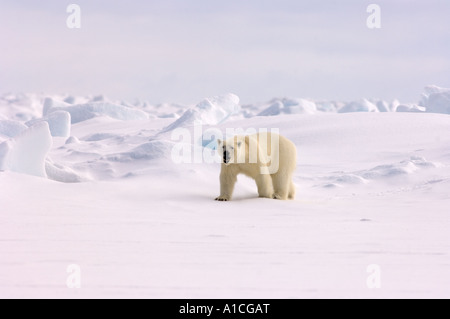 Eisbär Ursus maritimus in Roheis auf dem gefrorenen östlichen Chukchi-Meer in der Arktis Alaska Stockfoto