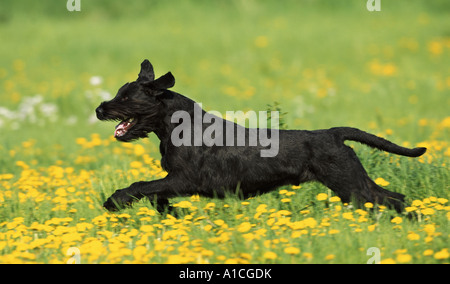 Riesenschnauzer läuft auf Wiese Stockfoto