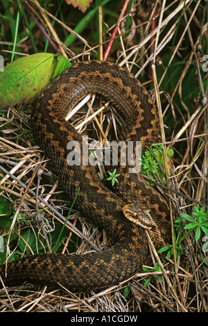 gemeinsamen Viper auf Rasen / Vipera Berus Stockfoto