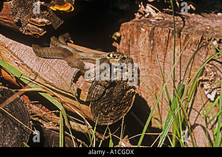 Ringelnatter auf Baumstamm / Natrix Natrix Stockfoto