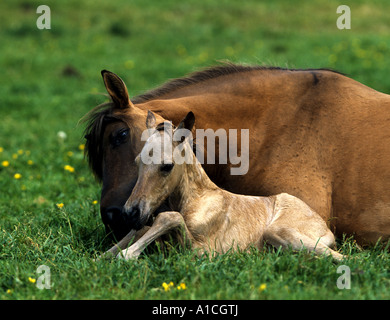 Duelmener wildes Pferd mit Fohlen Stockfoto