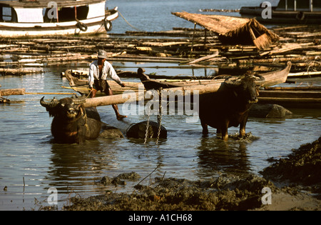 Myanmar Burma Mandalay Forstwirtschaft Buffalo Punkt Teak protokolliert von Wasserbüffel zu Sägewerken an Land gezogen Stockfoto