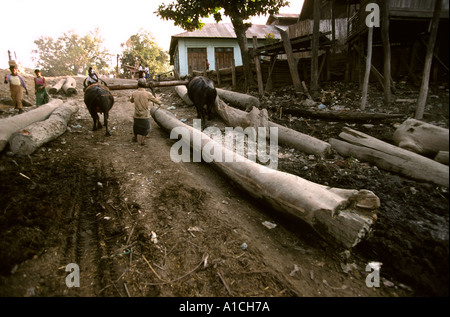 Myanmar Burma Mandalay Forstwirtschaft Buffalo Punkt Teak gezogen aus der Fluss Ayeyarwady Irrawaddy zu Sägewerken gebracht werden Stockfoto