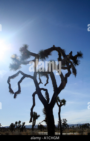 Silhouette des Joshua Tree, Joshua Tree Nationalpark, Kalifornien, USA Stockfoto