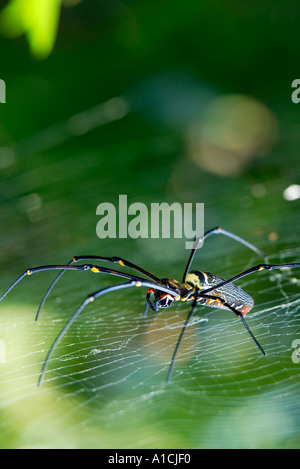 Große schwarze und gelbe tropische Spinne im Web Pulau Pangkor Insel Malaysia Stockfoto