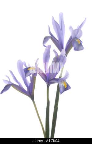 Iris Reticulata Cantab auf weißem Hintergrund Stockfoto