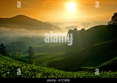 Sonnenaufgang über dem Sungai Palas Boh Tea Estate Cameron Highlands, Malaysia Stockfoto