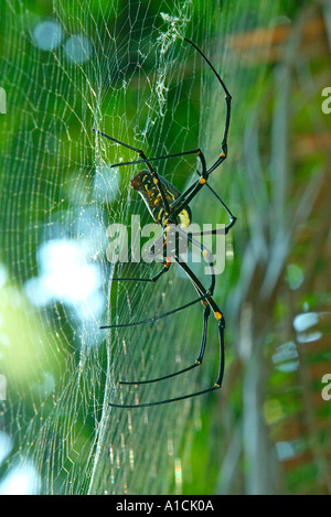 Große schwarze und gelbe tropische Spinne im Web Pulau Pangkor Insel Malaysia Stockfoto