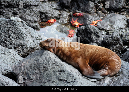 Sea-Lion, Leguan und rote Krabben teilen ein Sonnenbad Spot, Galapagos-Inseln-Südamerika Stockfoto