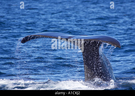 Pottwal Kaikoura Marlborough Südinsel Neuseeland Physeter macrocephalus Stockfoto