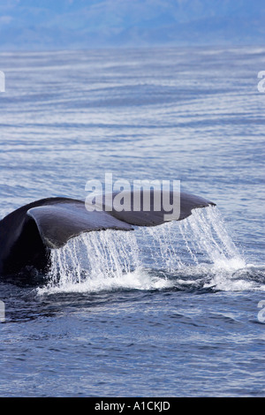 Pottwal Kaikoura Marlborough Südinsel Neuseeland Physeter macrocephalus Stockfoto