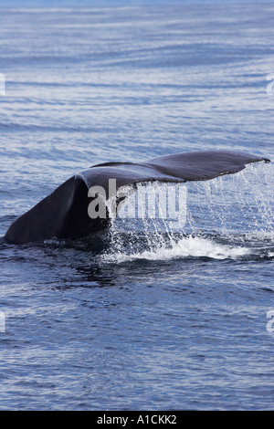 Pottwal Kaikoura Marlborough Südinsel Neuseeland Physeter macrocephalus Stockfoto