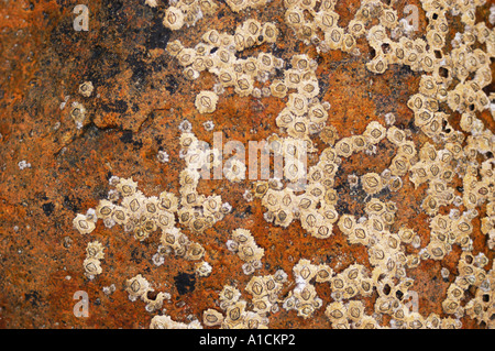 Seepocken auf Felsen Stockfoto