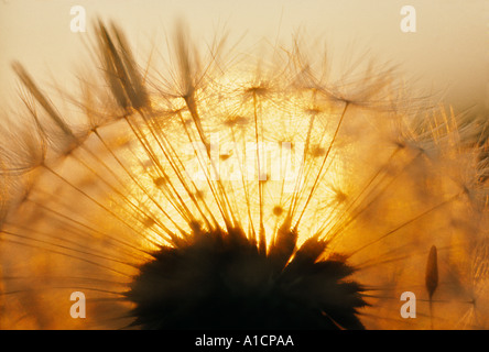 LÖWENZAHN TARAXACUM OFFICINALE SAMEN BEI SONNENUNTERGANG HAUTNAH Stockfoto