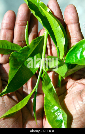 Junge Tee schießt und hinterlässt in Handfläche Cameron Highlands, Malaysia Stockfoto