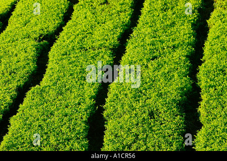 Hecken von Tee Sungai Palas Boh Tea Estate Cameron Highlands, Malaysia Stockfoto