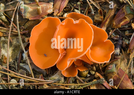 Orange Peel Fungus Aleuria aurantia Stockfoto