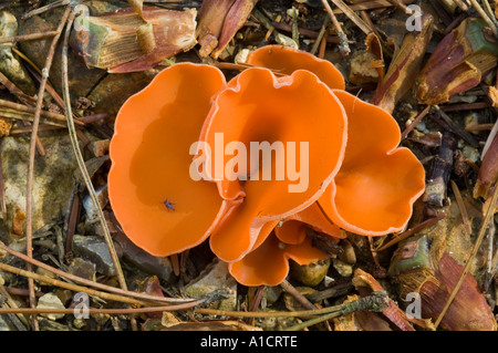 Orange Peel Pilz aleuria aurantia Stockfoto