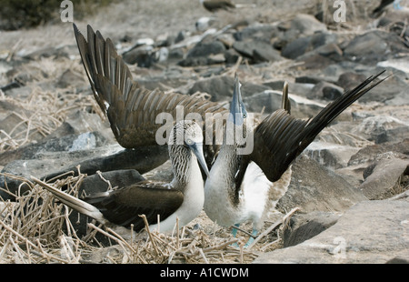 Blaufußtölpel (Sula Nebouxii) anzeigen paar, Galapagosinseln ECUADOR Stockfoto