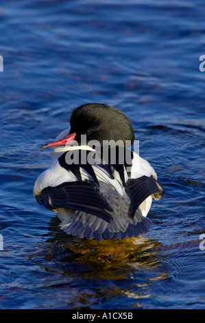 Drake Gänsesäger Mergus Prototyp Stockfoto