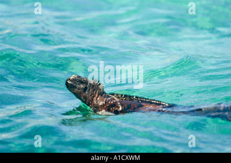 Galapagos Marine Iguana (Amblyrhynchus Cristatus) schwimmen, ist Espanola GALAPAGOS-Inseln, Ecuador Stockfoto
