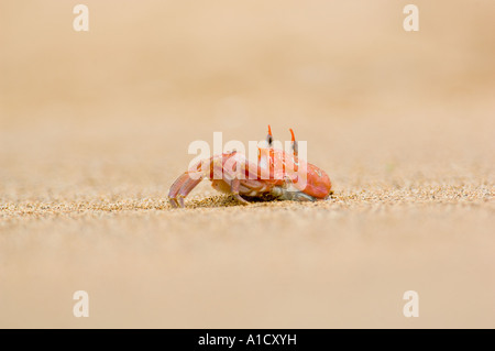 Ghost-Krabbe (Ocypode Gaudichaudii) Bartolome Is., GALAPAGOS-Inseln Stockfoto