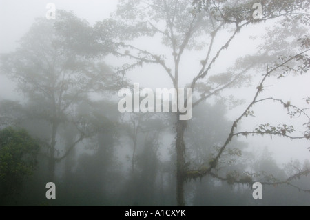 Ecuador, Südamerika, Nebelwald von Bellavista Reserve, in der Nähe von Mindo, westlichen Anden Hochland Stockfoto