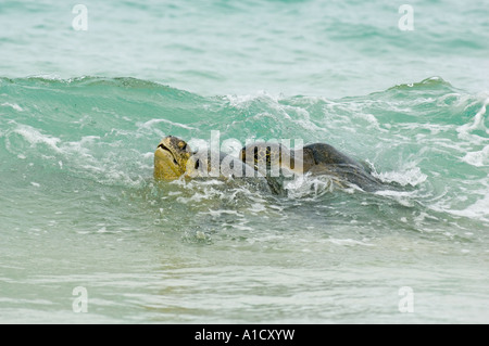 Grüne Meeresschildkröten Paarung im Surf (Chelonia Mydas) Floreana Insel, Galapagos ECUADOR Stockfoto