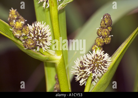 Blumen von verzweigten Bur Unkraut Stockfoto