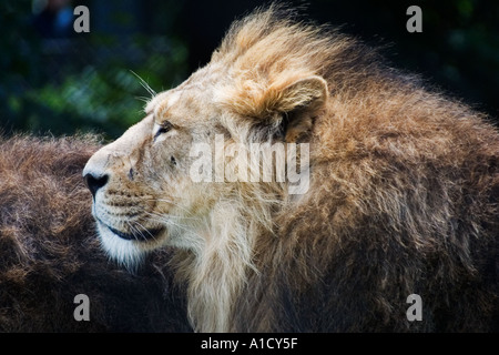 Asiaic Löwe im Zoo von Chester Stockfoto