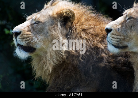 Asiatische Löwen im Zoo von Chester Stockfoto