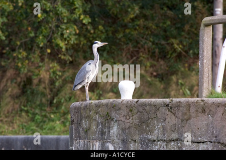 Heron-Stand in der Nähe Poller an Vale Royal Schleusen auf der Fluss-Weber Stockfoto