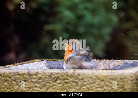 Robin nimmt ein Bad Erithacus rubecula Stockfoto