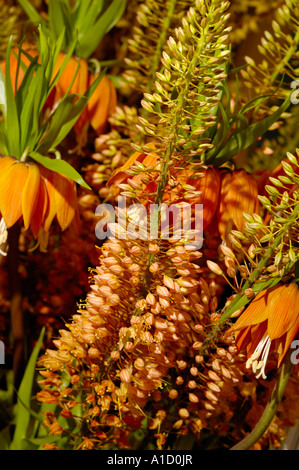 Fritillaria Imperialis Orange Blütenknospen Stockfoto