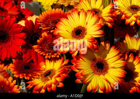 Bunter Haufen Gerbera Stockfoto