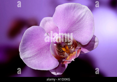 Lila phalaenopsis Stockfoto