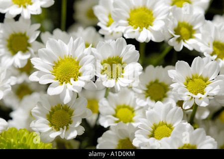 Schöne weiße Blumen Stockfoto