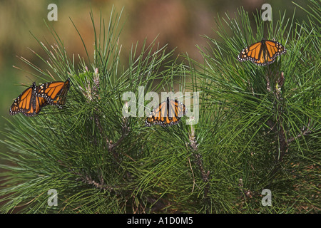 Monarchen auf Kiefer Stockfoto