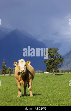 Kuh in der Nähe von Fox Glacier Westküste Südinsel Neuseeland Stockfoto
