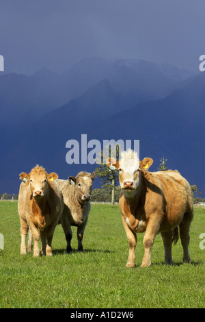 Kühe in der Nähe von Fox Glacier Westküste Südinsel Neuseeland Stockfoto