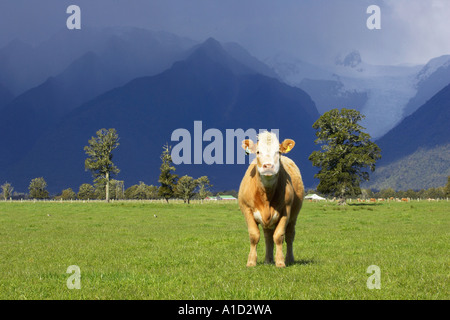 Kuh in der Nähe von Fox Glacier Westküste Südinsel Neuseeland Stockfoto