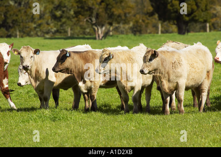 Kühe in der Nähe von Fox Glacier Westküste Südinsel Neuseeland Stockfoto