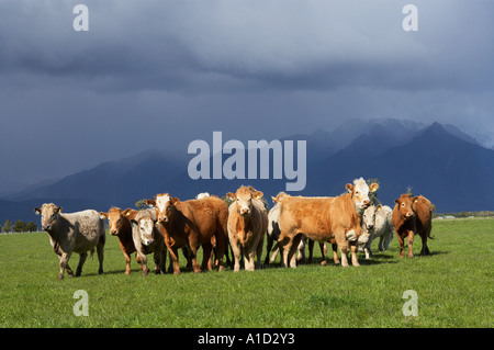 Kühe in der Nähe von Fox Glacier Westküste Südinsel Neuseeland Stockfoto